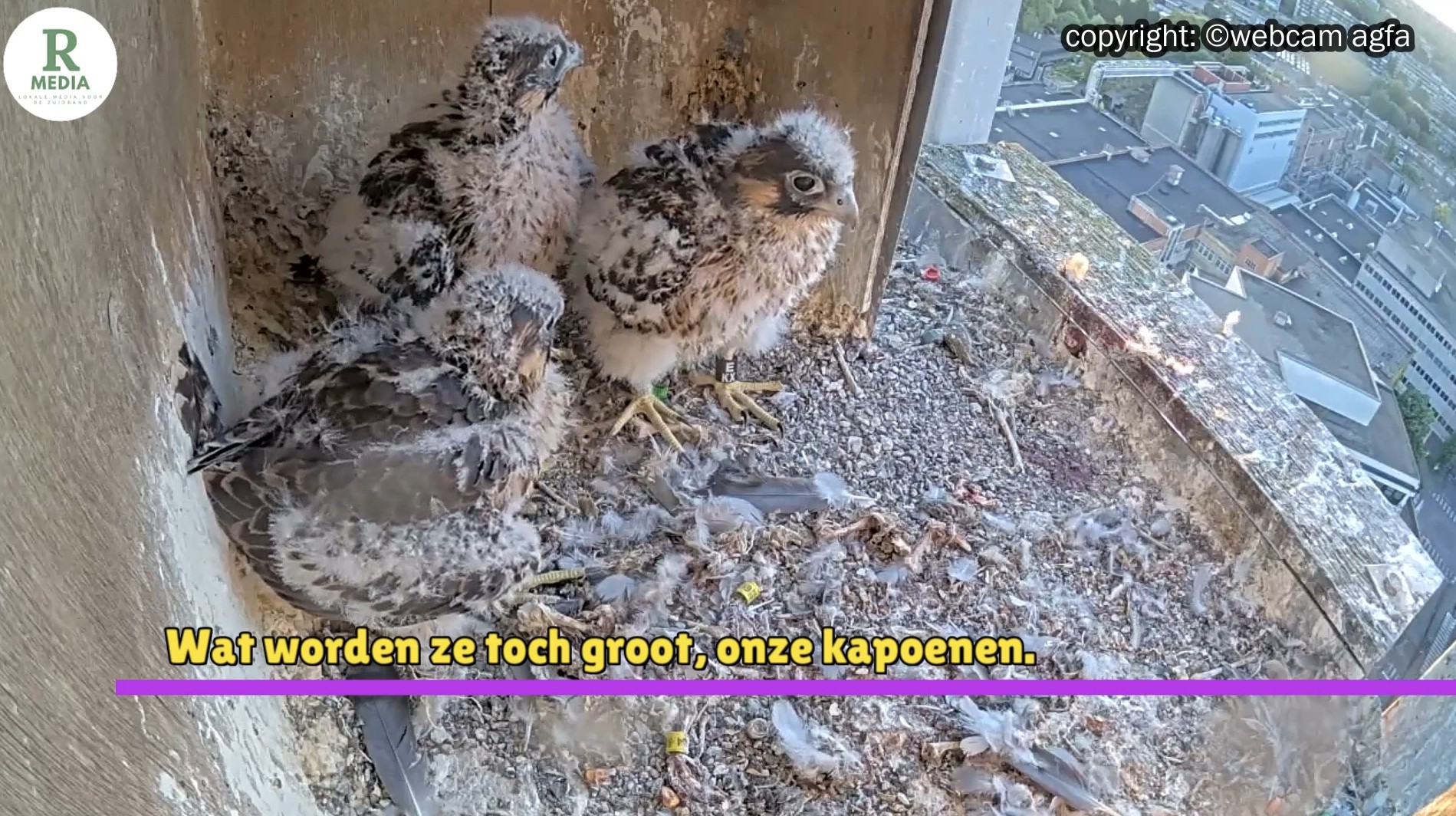 Ons eten is op komst ı slechtvalken vrijdag 9 mei ’25